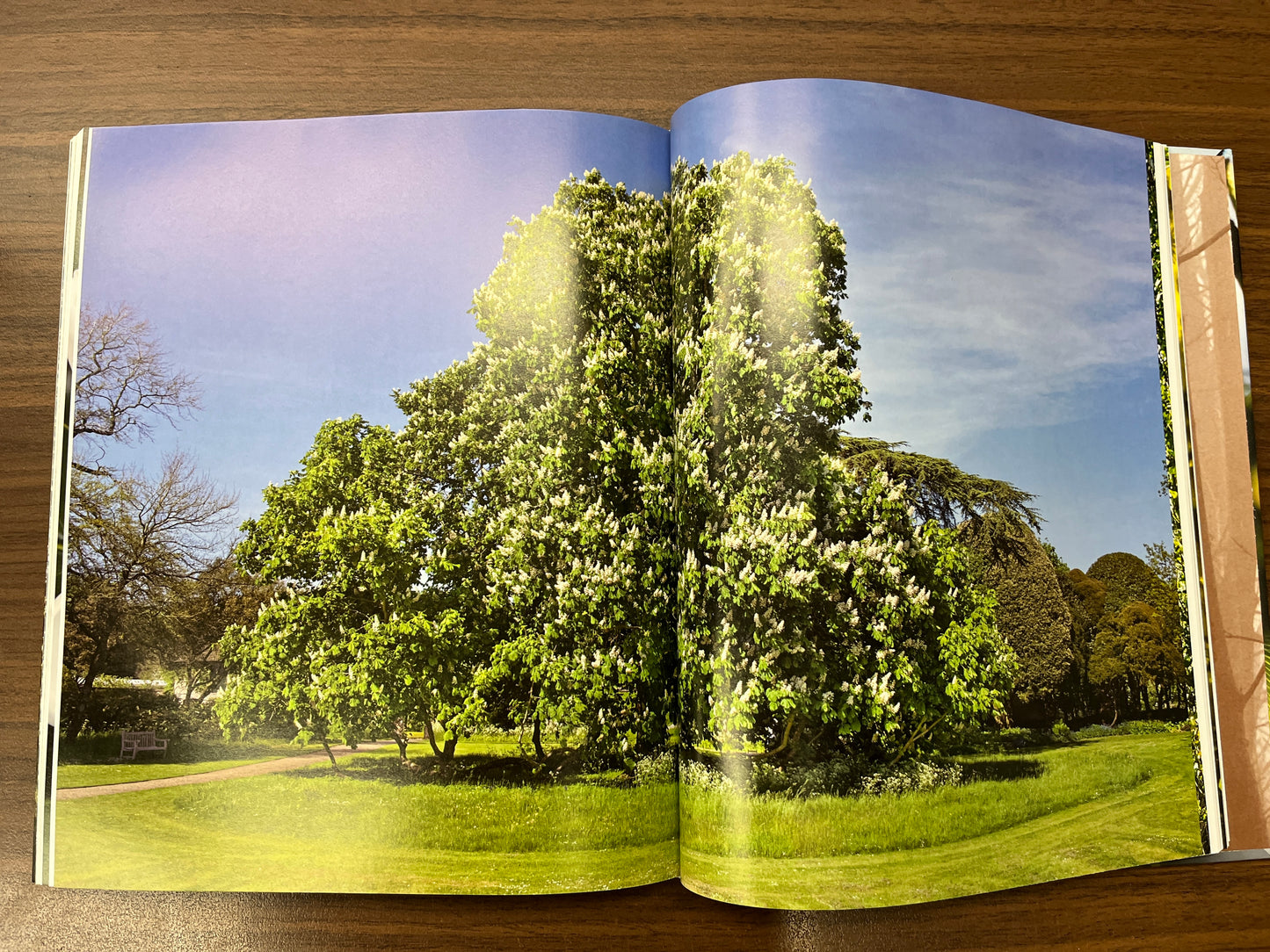 Glory of the Tree: An Illustrated History by Noel Kingsbury & Andrea Jones HC/DJ