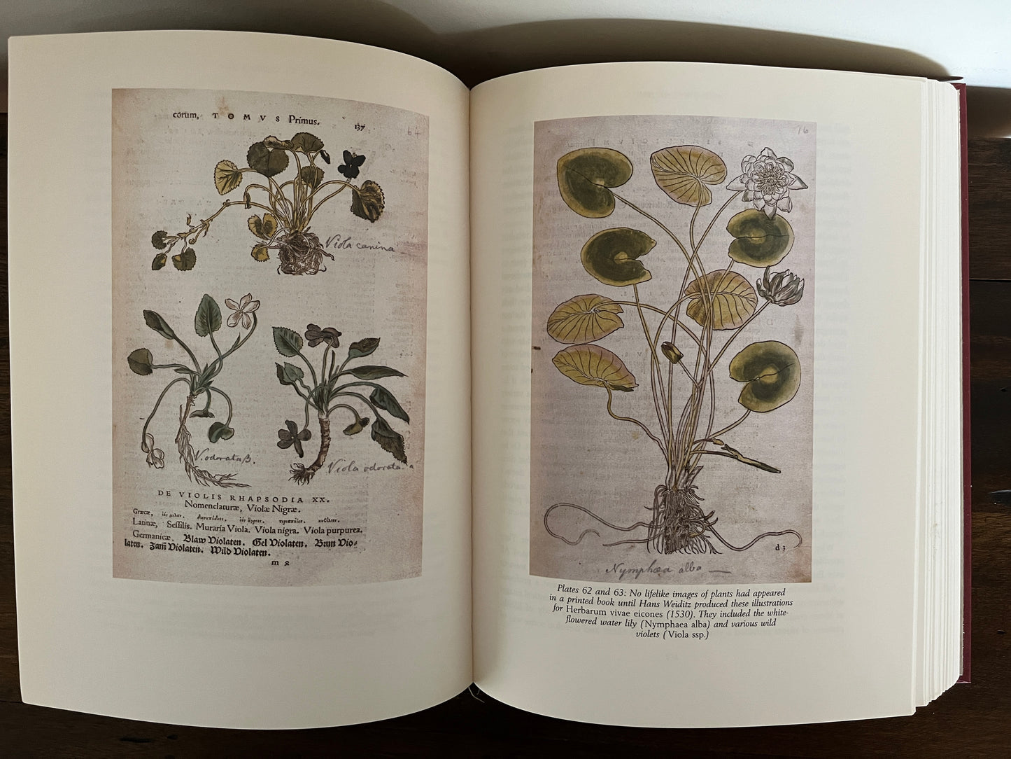 The Naming of Names: The Search for Order in the World of Plants by Anna Pavord (HC)