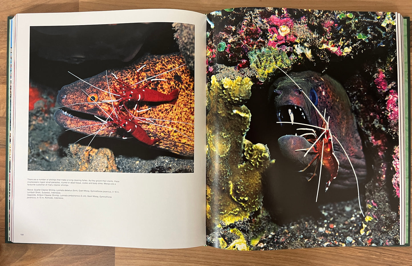 Oceanic Wilderness by Roger Steene (Inscription from Author on title page) HC/DJ