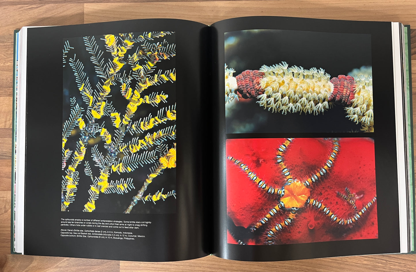 Oceanic Wilderness by Roger Steene (Inscription from Author on title page) HC/DJ