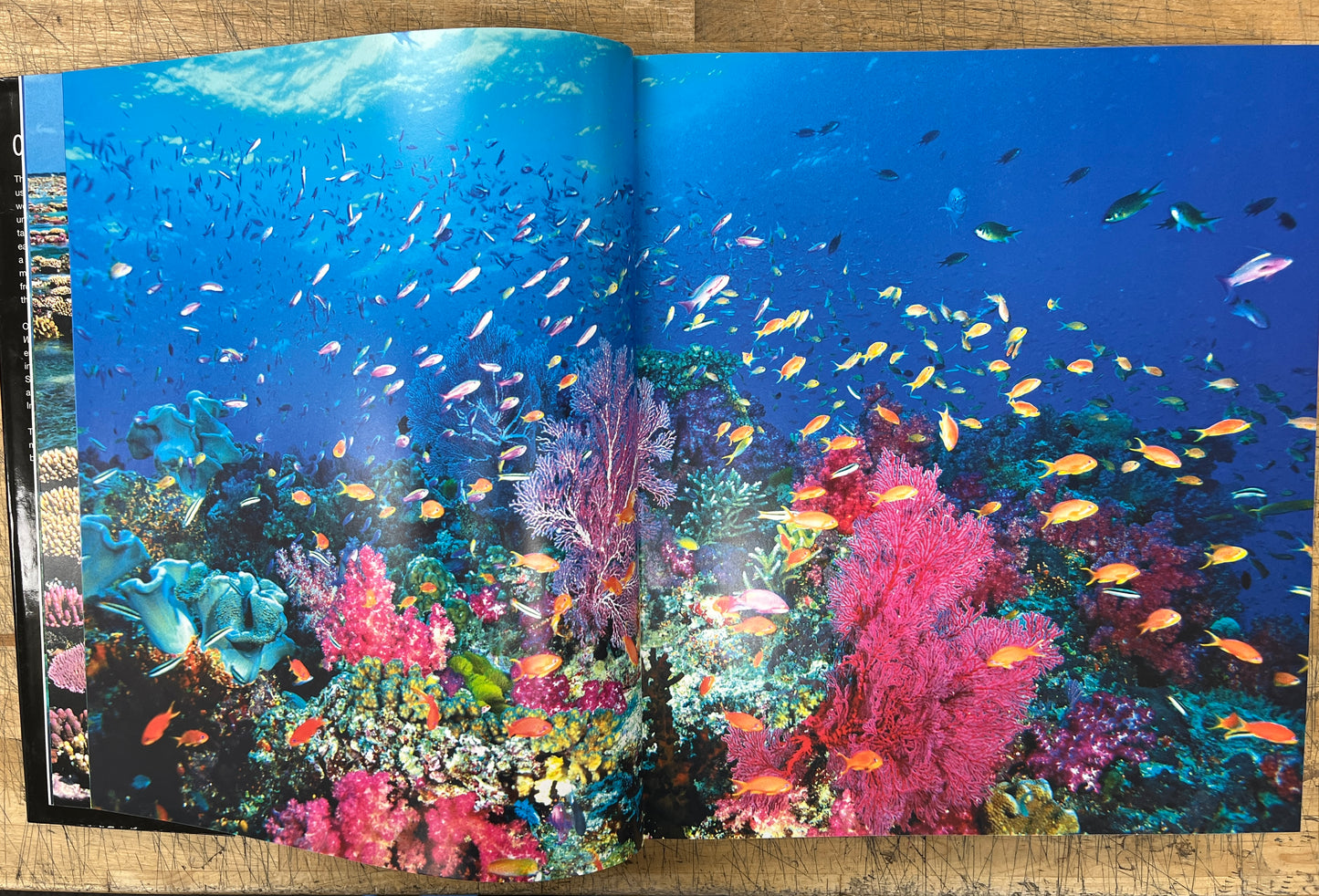 Oceanic Wilderness by Roger Steene (Inscription from Author on title page) HC/DJ